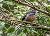 New Zealand fantail