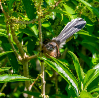 New Zealand fantail