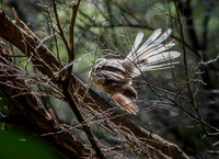 New Zealand fantail