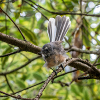 New Zealand fantail