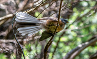 New Zealand fantail