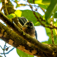 New Zealand fantail
