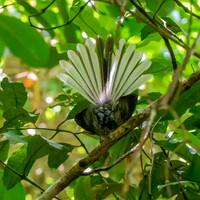 New Zealand fantail
