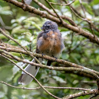 New Zealand fantail