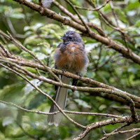 New Zealand fantail