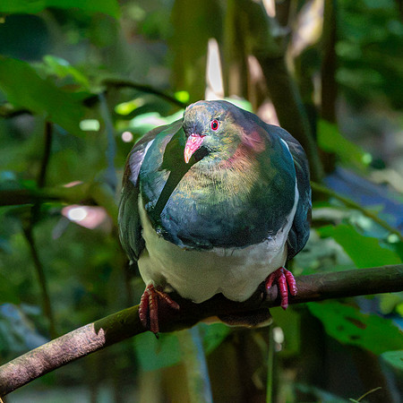New Zealand pigeon – kererū