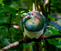 New Zealand pigeon – kererū