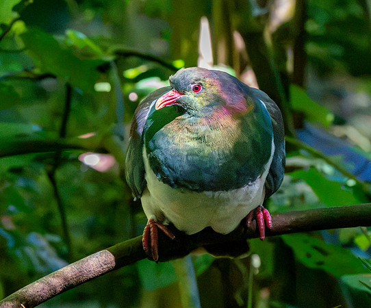 New Zealand pigeon – kererū