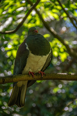 New Zealand pigeon – kererū