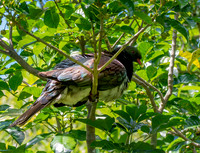 New Zealand pigeon – kererū