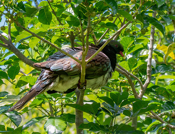 New Zealand pigeon – kererū