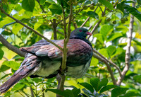 New Zealand pigeon – kererū