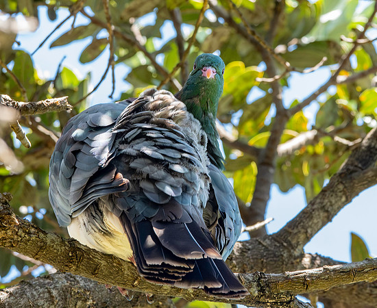 New Zealand pigeon – kererū