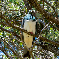 New Zealand pigeon – kererū