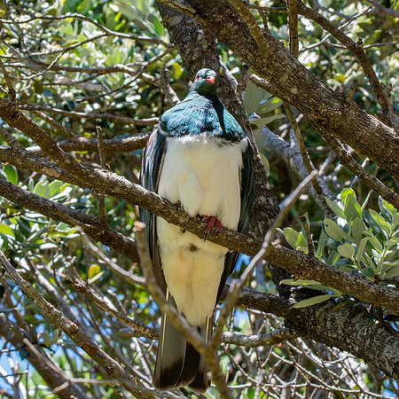 New Zealand pigeon – kererū