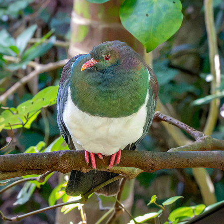 New Zealand pigeon – kererū