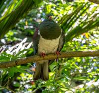 New Zealand pigeon – kererū
