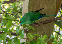 Orange fronted parakeet