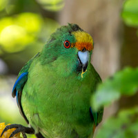 Orange fronted parakeet