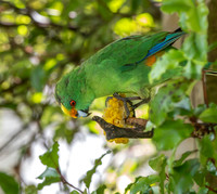 Orange fronted parakeet