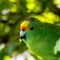 Orange fronted parakeet