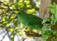 Orange fronted parakeet