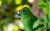 Orange fronted parakeet