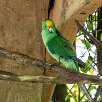 Orange fronted parakeet