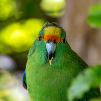 Orange fronted parakeet