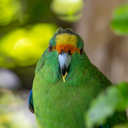 Orange fronted parakeet