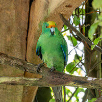 Orange fronted parakeet