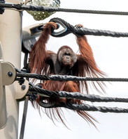 Orangutan