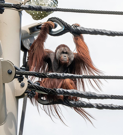 Orangutan