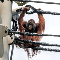 Orangutan