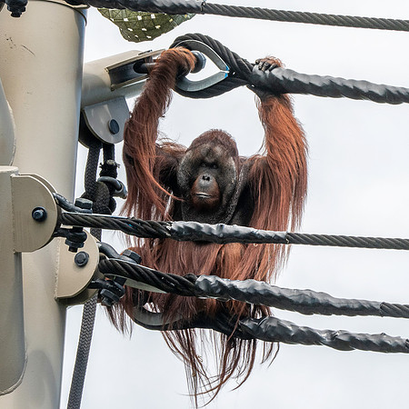 Orangutan
