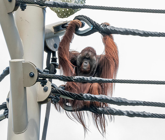 Orangutan