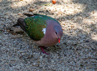 Pacific emerald dove