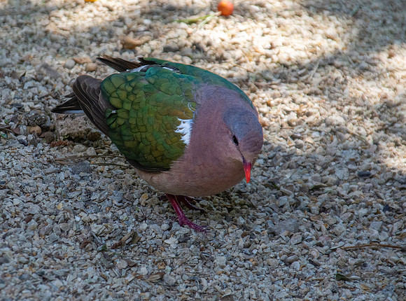 Pacific emerald dove