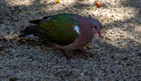 Pacific emerald dove