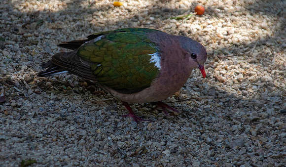 Pacific emerald dove