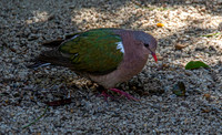 Pacific emerald dove