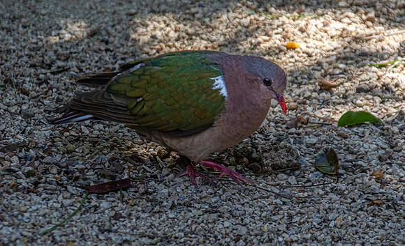 Pacific emerald dove