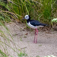 Pied stilt