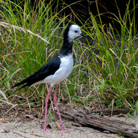 Pied stilt