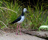 Pied stilt