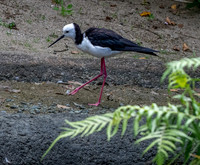 Pied stilt