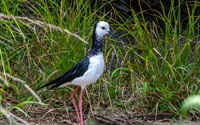 Pied stilt