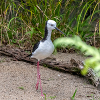 Pied stilt
