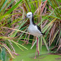 Pied stilt