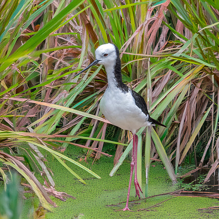 Pied stilt